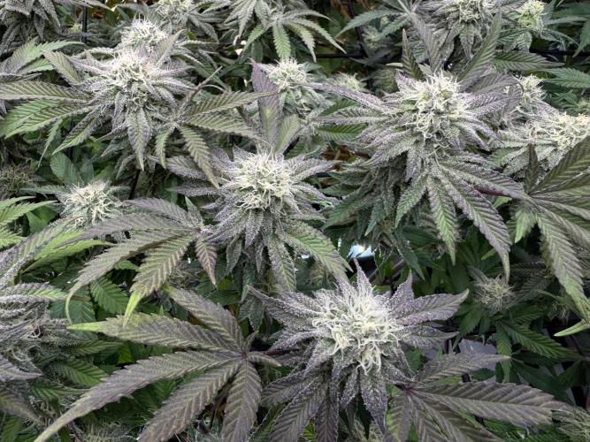 Astronaut Status #24 - Clearwater Cut. Week 11