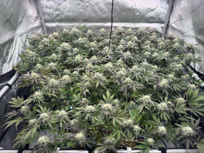 Astronaut Status #24 - Clearwater Cut. Week 11