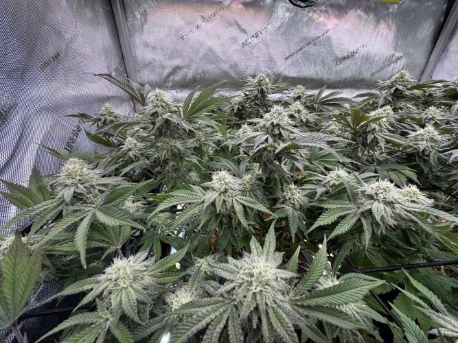 Astronaut Status #24 - Clearwater Cut. Week 11