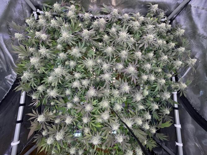 Astronaut Status #24 - Clearwater Cut. Week 11