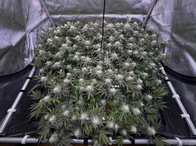 Astronaut Status #24 - Clearwater Cut. Week 11