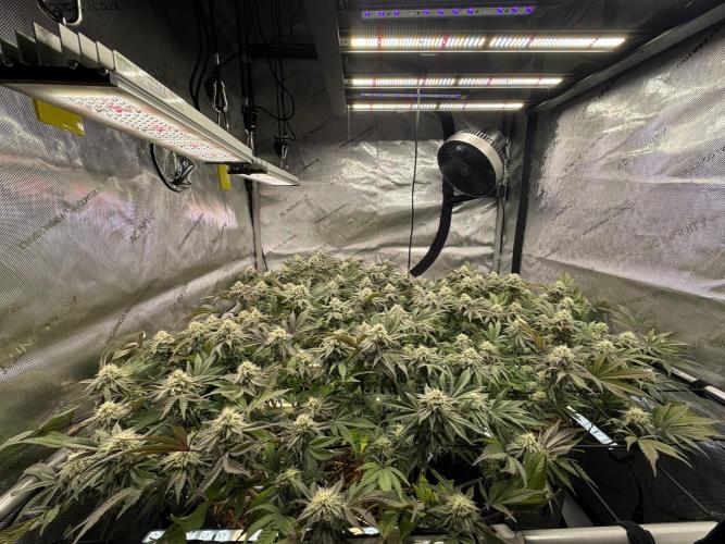 Astronaut Status #24 - Clearwater Cut. Week 11