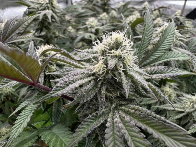 Astronaut Status #24 - Clearwater Cut. Week 11