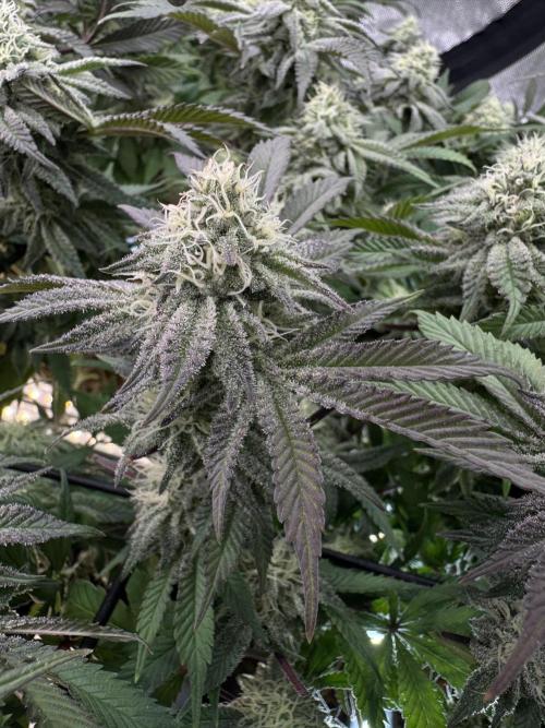 Astronaut Status #24 - Clearwater Cut. Week 11