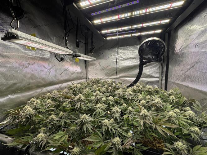 Astronaut Status #24 - Clearwater Cut. Week 11