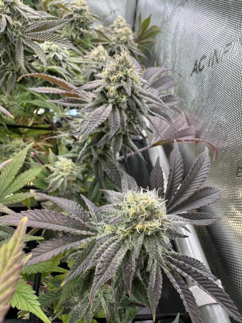 Astronaut Status #24 - Clearwater Cut. Week 12