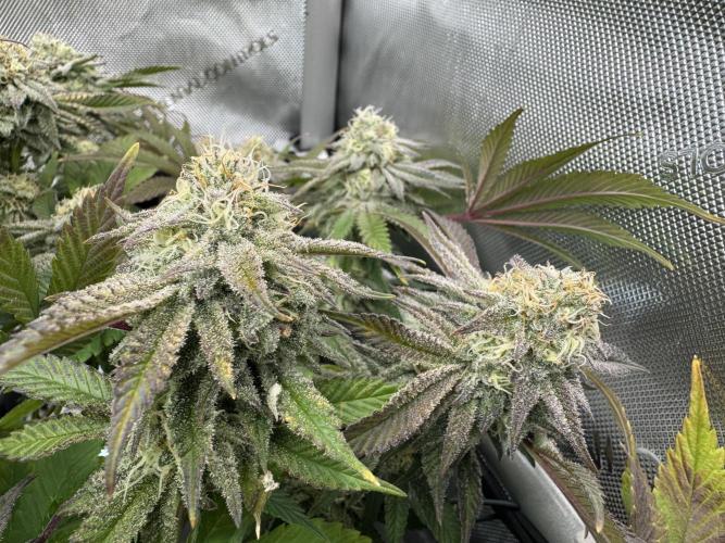 Astronaut Status #24 - Clearwater Cut. Week 12