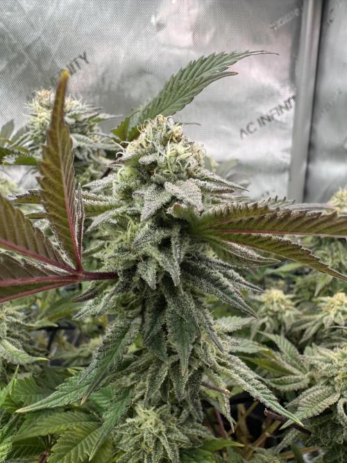 Astronaut Status #24 - Clearwater Cut. Week 12