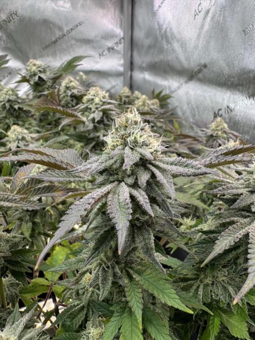 Astronaut Status #24 - Clearwater Cut. Week 12