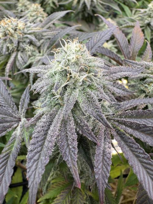 Astronaut Status #24 - Clearwater Cut. Week 12