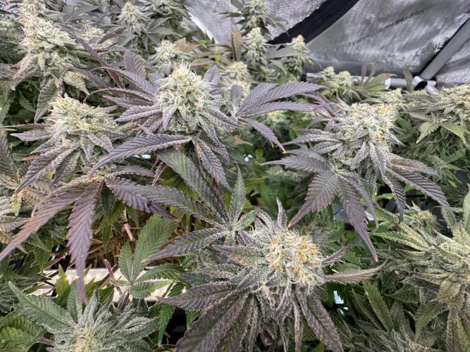 Astronaut Status #24 - Clearwater Cut. Week 12