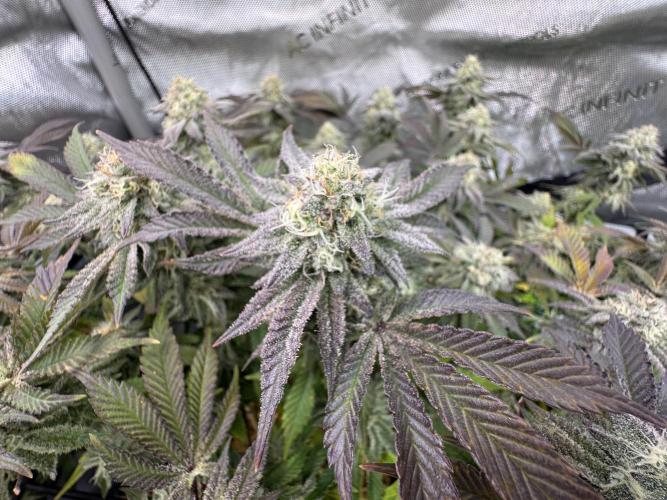 Astronaut Status #24 - Clearwater Cut. Week 12