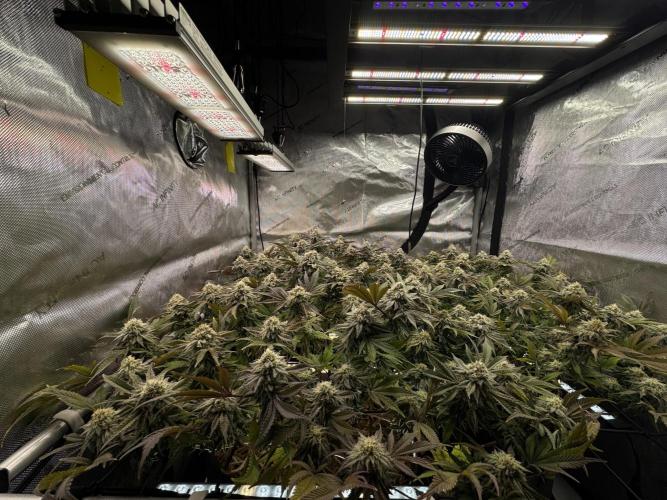 Astronaut Status #24 - Clearwater Cut. Week 12