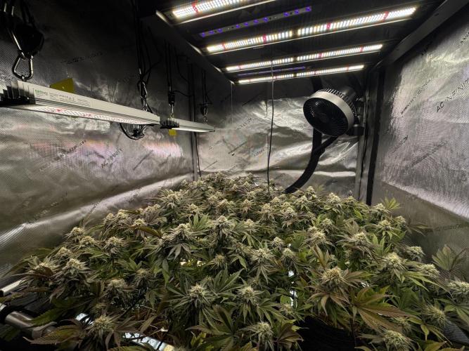 Astronaut Status #24 - Clearwater Cut. Week 12