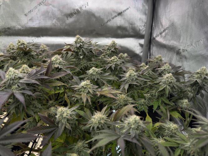 Astronaut Status #24 - Clearwater Cut. Week 12