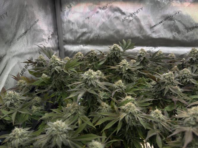 Astronaut Status #24 - Clearwater Cut. Week 12