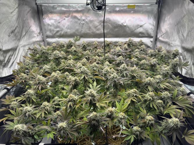 Astronaut Status #24 - Clearwater Cut. Week 12