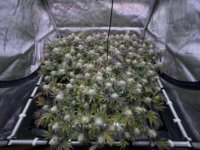 Astronaut Status #24 - Clearwater Cut. Week 12