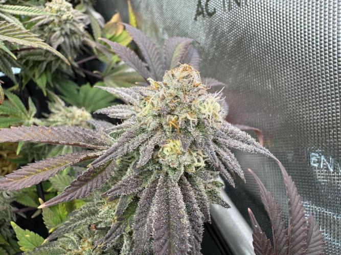 Astronaut Status #24 - Clearwater Cut. Week 13