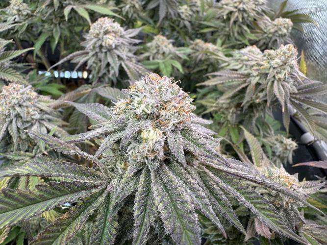 Astronaut Status #24 - Clearwater Cut. Week 13