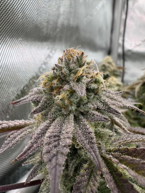 Astronaut Status #24 - Clearwater Cut. Week 13