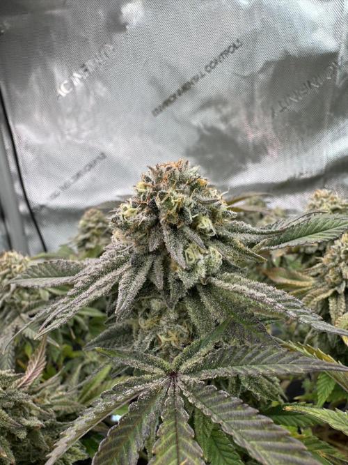 Astronaut Status #24 - Clearwater Cut. Week 13