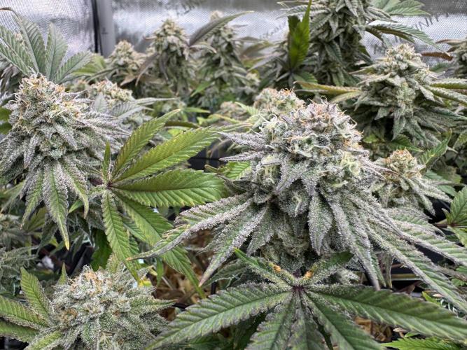 Astronaut Status #24 - Clearwater Cut. Week 13