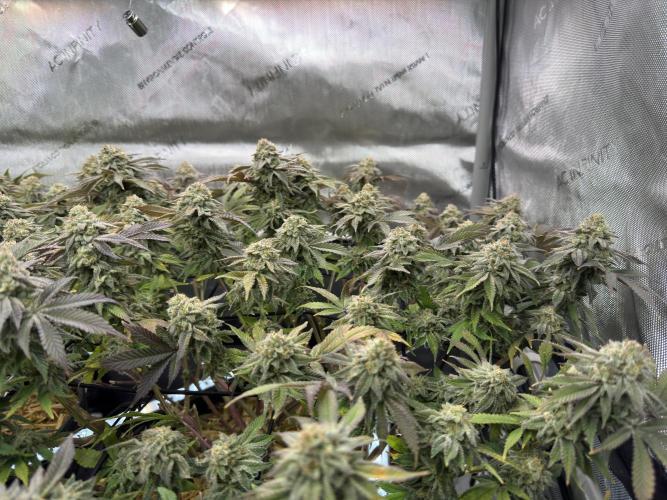 Astronaut Status #24 - Clearwater Cut. Week 13