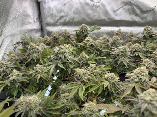 Astronaut Status #24 - Clearwater Cut. Week 13