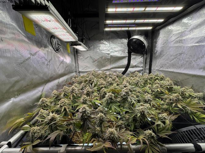 Astronaut Status #24 - Clearwater Cut. Week 13