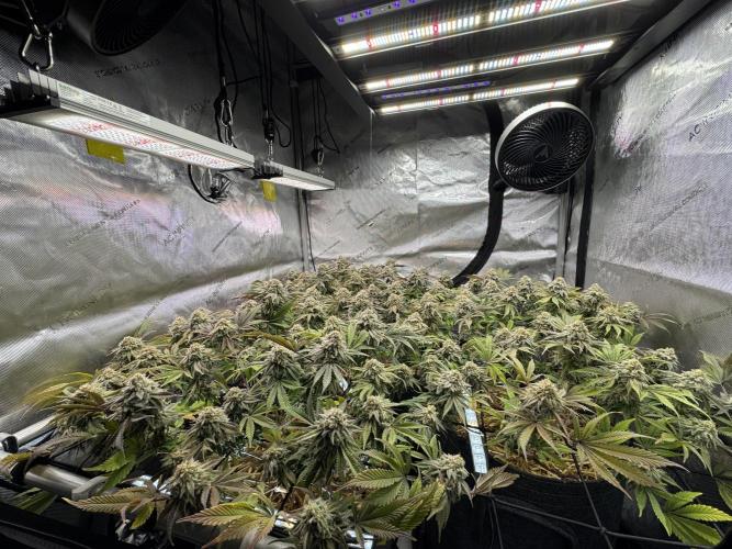 Astronaut Status #24 - Clearwater Cut. Week 13