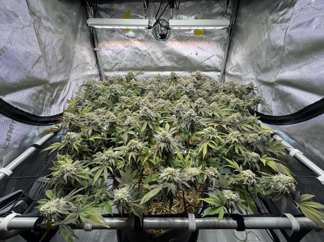 Astronaut Status #24 - Clearwater Cut. Week 13