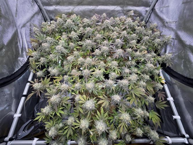 Astronaut Status #24 - Clearwater Cut. Week 13