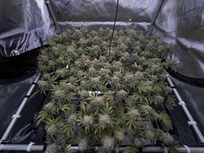 Fake clone - Astronaut Status #24. Week 14