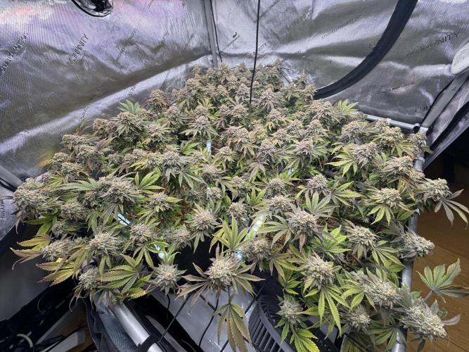 Fake clone - Astronaut Status #24. Week 14