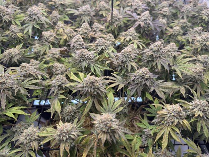 Fake clone - Astronaut Status #24. Week 14