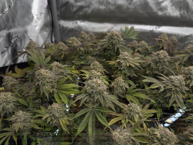 Fake clone - Astronaut Status #24. Week 14