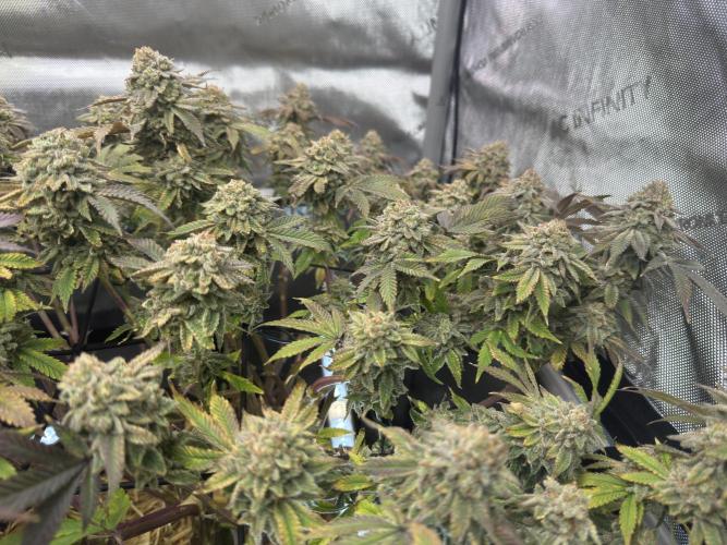 Fake clone - Astronaut Status #24. Week 14