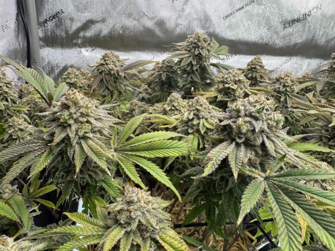 Fake clone - Astronaut Status #24. Week 14