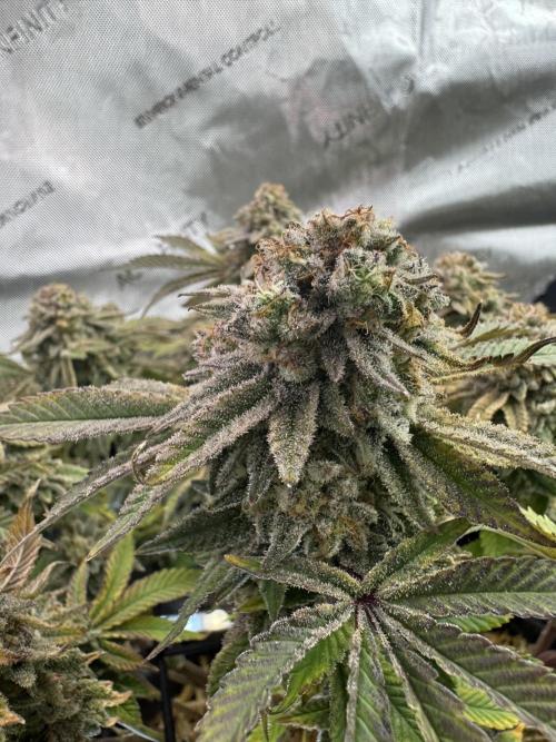 Fake clone - Astronaut Status #24. Week 14