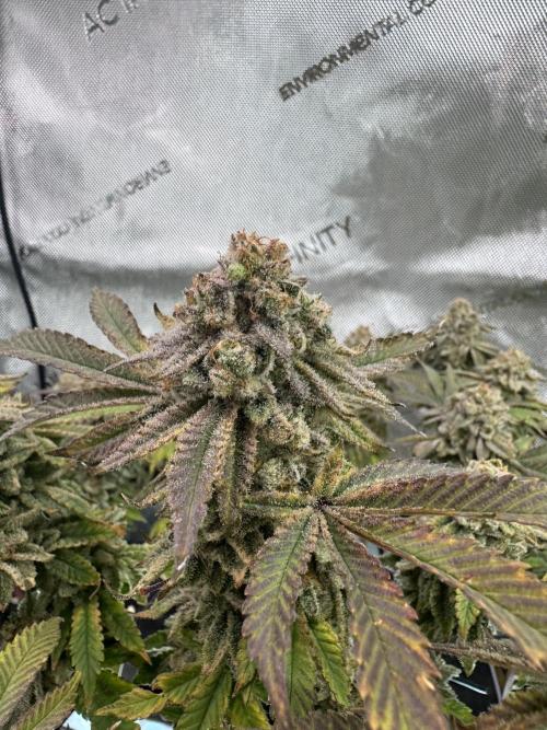 Fake clone - Astronaut Status #24. Week 14