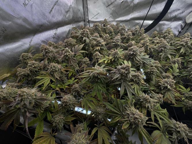 Fake clone - Astronaut Status #24. Week 14