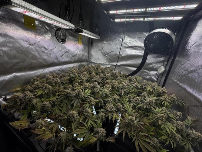 Fake clone - Astronaut Status #24. Week 14