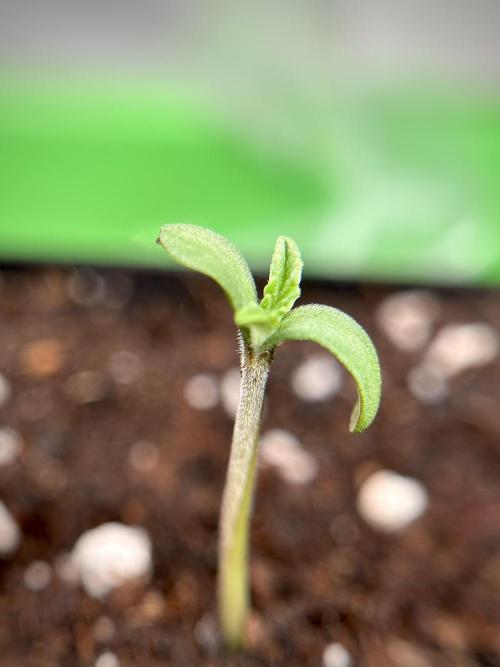 Cap Junky - gas-station.lu freebee. Week 0