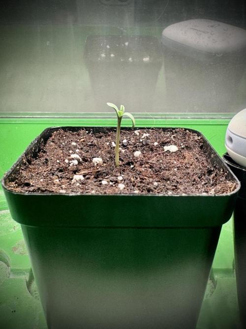 Cap Junky - 12/12 from seed (almost). Week 1