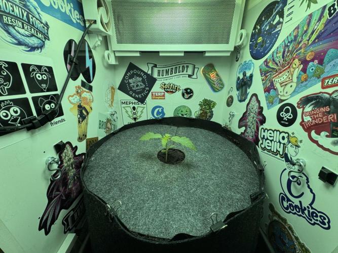 Cap Junky - 12/12 from seed (almost). Week 2