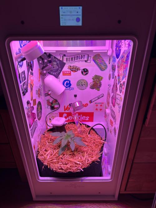 Cap Junky - 12/12 from seed (almost). Week 3