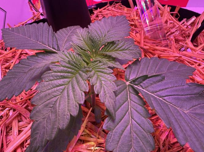 Cap Junky - 12/12 from seed (almost). Week 3