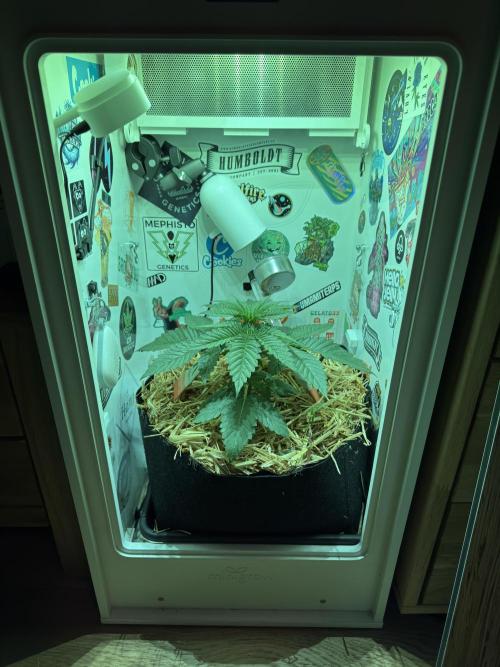 Cap Junky - 12/12 from seed (almost). Week 4