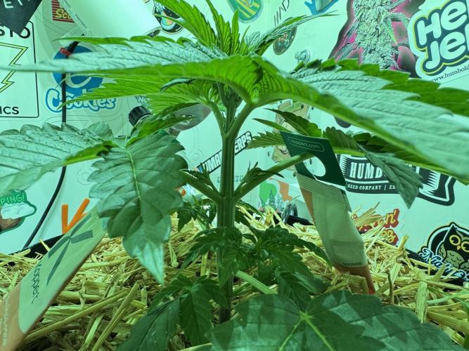 Cap Junky - 12/12 from seed (almost). Week 4